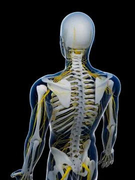 Human nervous system, artwork Stock Illustration