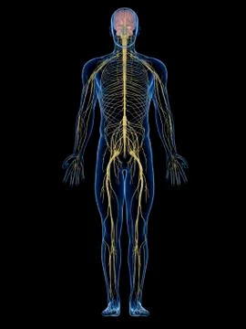 Human nervous system, artwork イラスト素材