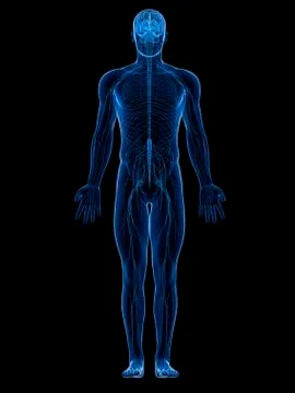 Human nervous system, artwork Stock Illustration