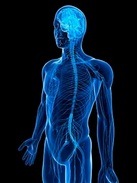 Human nervous system, artwork Stock Illustration