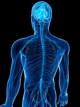 Human nervous system, artwork Stock Illustration