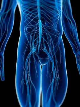 Human nervous system, artwork Stock Illustration