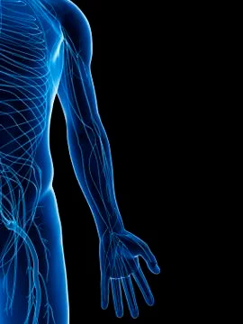 Human nervous system, artwork イラスト素材