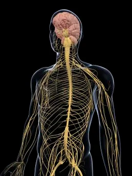 Human nervous system, artwork Stock Illustration