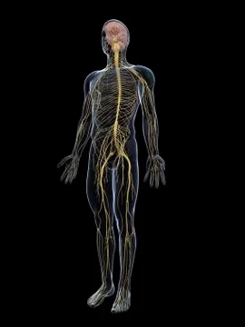 Human nervous system, artwork Stock Illustration