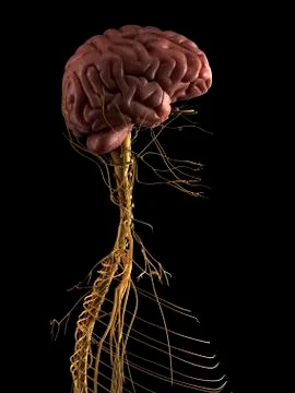 Human nervous system, artwork Stock Illustration