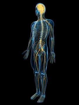 Human nervous system, artwork Stock Illustration