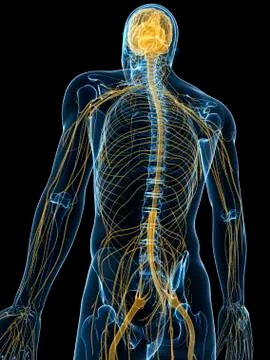 Human nervous system, artwork Stock Illustration