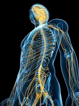 Human nervous system, artwork イラスト素材