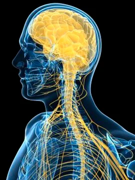 Human nervous system, artwork Stock Illustration