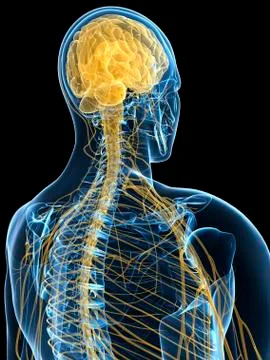 Human nervous system, artwork Stock Illustration