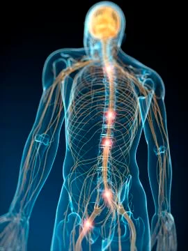 Human nervous system, artwork Stock Illustration