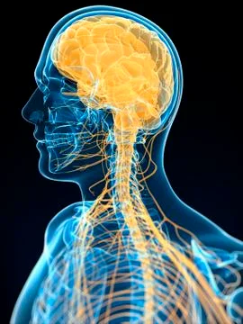 Human nervous system, artwork Stock Illustration