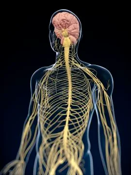 Human nervous system, artwork イラスト素材