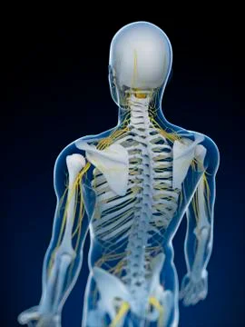 Human nervous system, artwork Stock Illustration