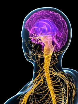 Human nervous system, artwork Stock Illustration