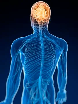 Human nervous system, artwork Stock Illustration