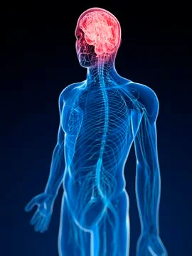 Human nervous system, artwork Stock Illustration