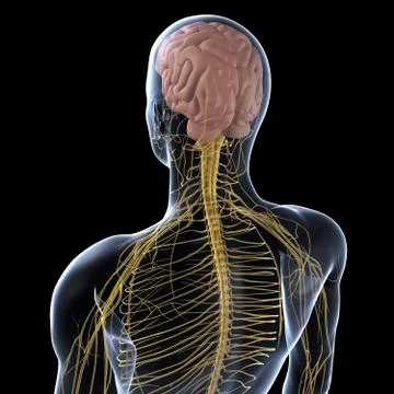 Human nervous system, artwork Stock Illustration