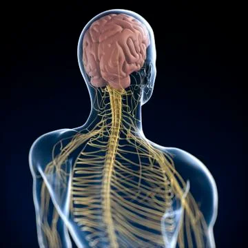 Human nervous system, artwork Stock Illustration