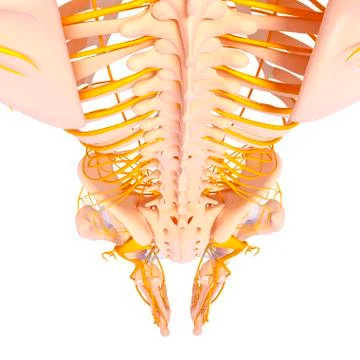 Human nervous system, artwork Stock Illustration