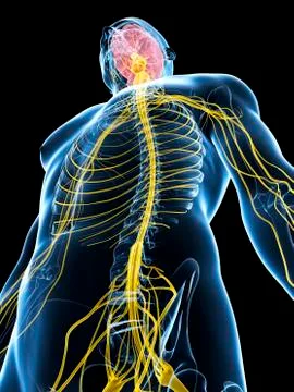 Human nervous system, artwork Illustrazione stock
