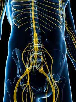 Human nervous system, artwork Stock Illustration