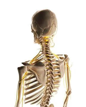 Human nervous system, artwork Stock Illustration