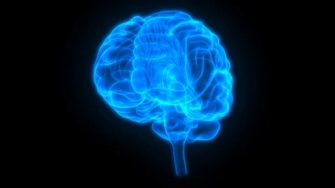 Human Nervous System Brain Anatomy Видео 115095836