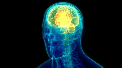 Human Nervous System Brain Anatomy 動画素材 115541590