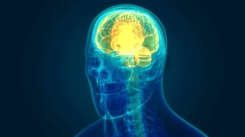 Human Nervous System Brain Anatomy Stock-Footage 115541593