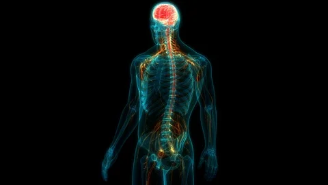 Human Nervous System Brain Anatomy 動画素材 115541619