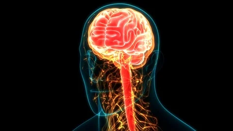 Human Nervous System Brain Anatomy 库存影片 115643245