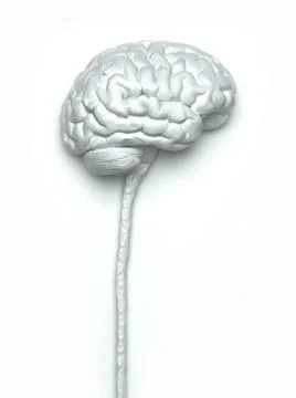 Human Nervous System Brain Clipping Path Included Stock Illustration