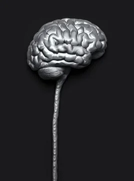 Human Nervous System Brain Clipping Path Included Stock Illustration