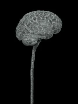 Human Nervous System Brain Clipping Path Included Stock Illustration