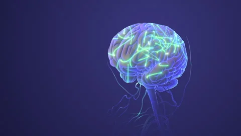 Human Nervous System with Brain Stock Footage 242945521