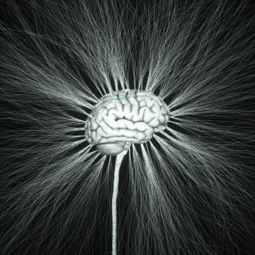 Human Nervous System Brain Neural Network Illustrazione stock