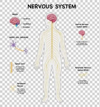 Human nervous system diagram mapping central cns and peripheral pns networks 스톡 일러스트