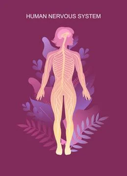 Human nervous system educational scheme Stock Illustration