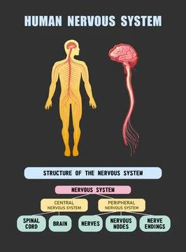 Human nervous system educational scheme Stock Illustration