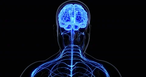 Human Nervous System Vidéo 142876187
