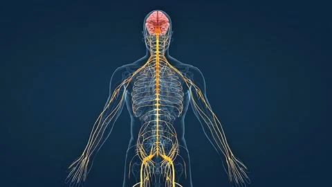 Human nervous system Stock Footage 308485586