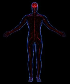 Human nervous system Stock Illustration