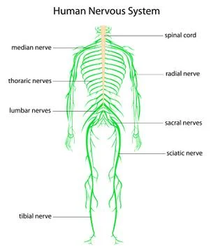 Human nervous system Stock Illustration