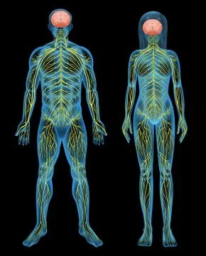 Human nervous system イラスト素材