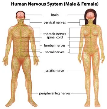 Human nervous system Illustration