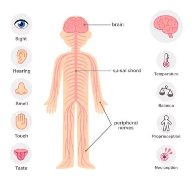 Human nervous system Stock Illustration