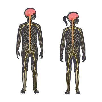 Human nervous system Stock Illustration
