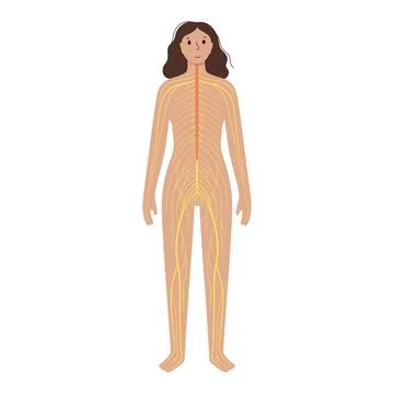 Human nervous system Stock Illustration